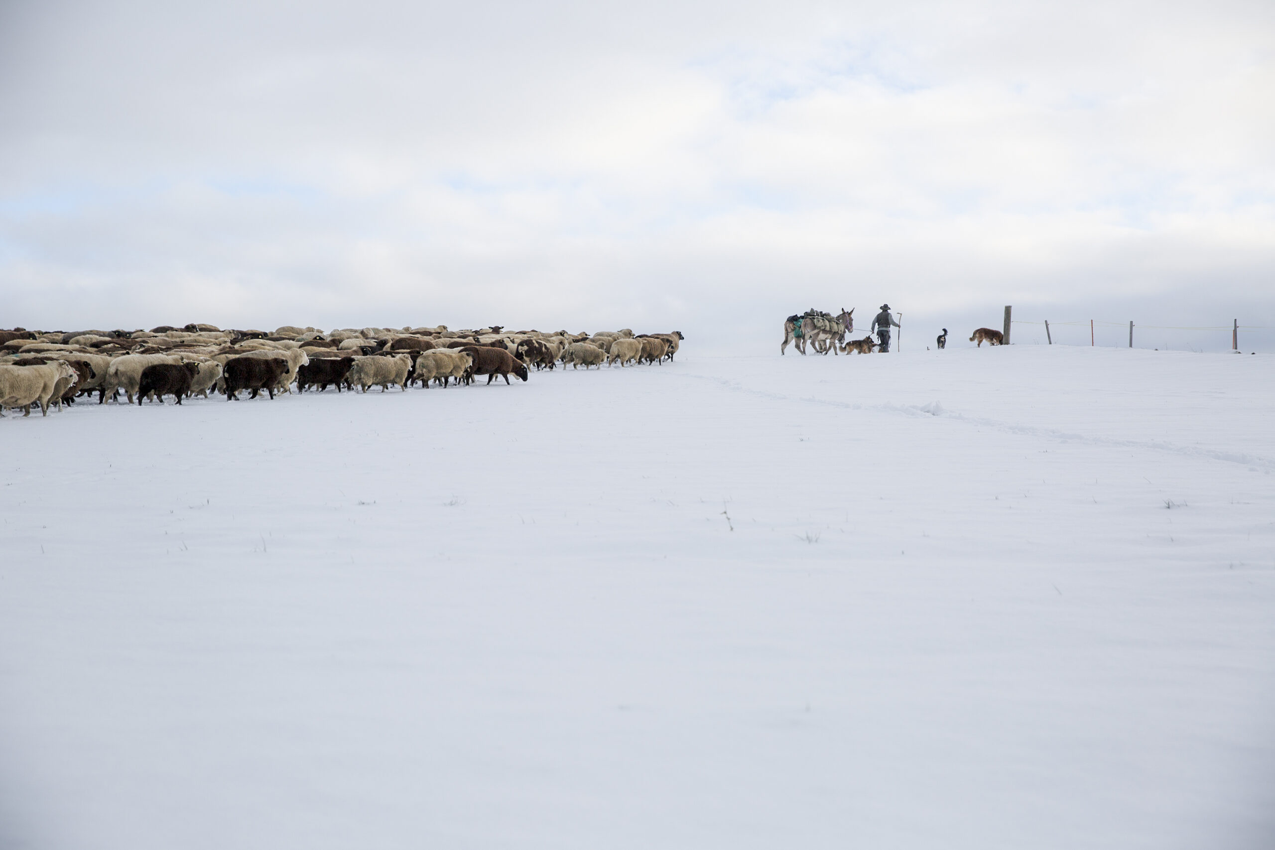 BEsonders Schafhirt Jens Schöndorfer