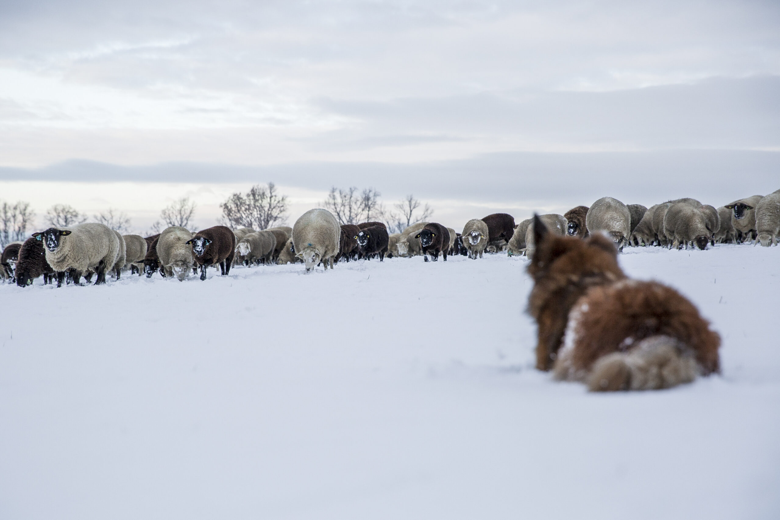 BEsonders Schafhirt Jens Schöndorfer
