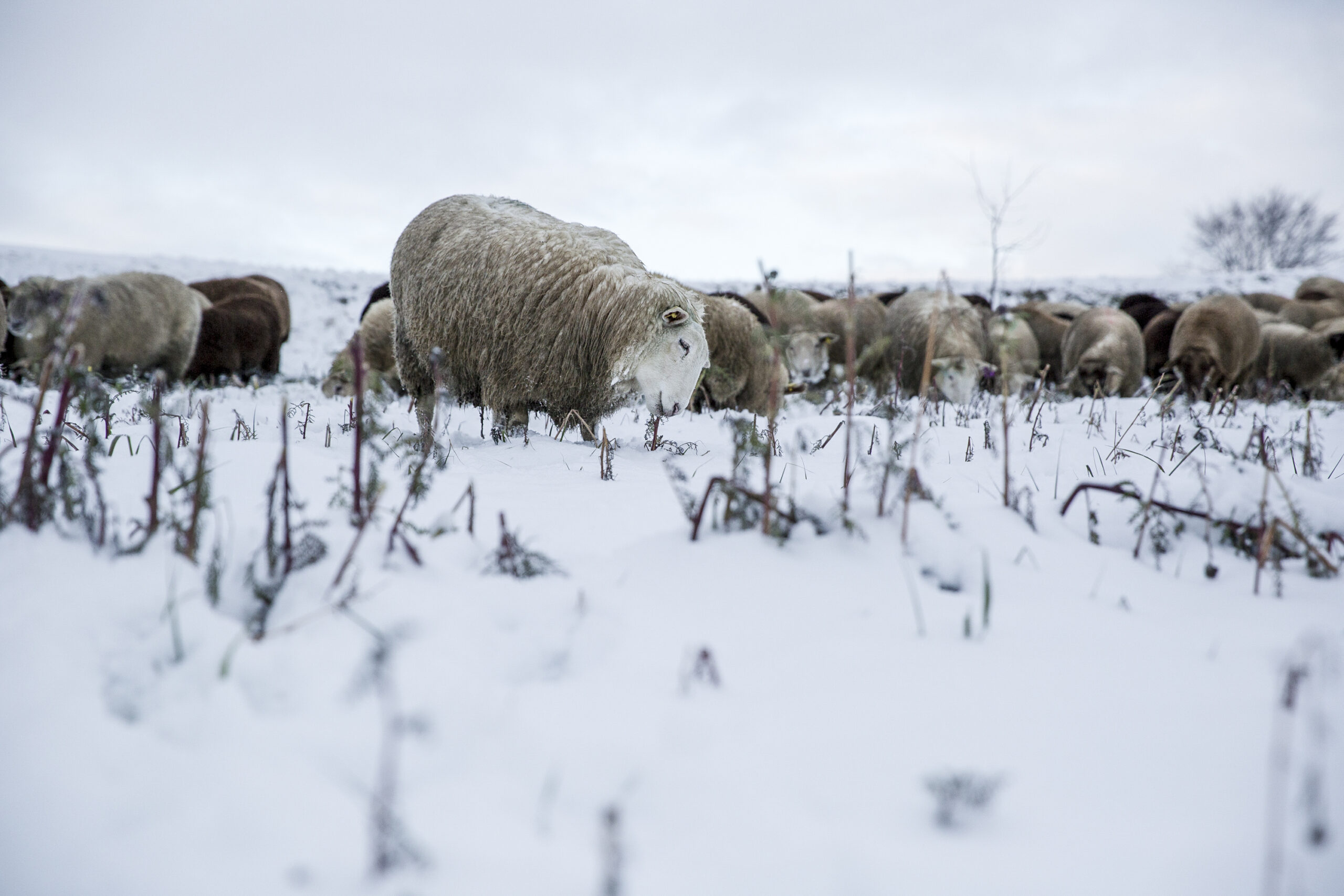 BEsonders Schafhirt Jens Schöndorfer