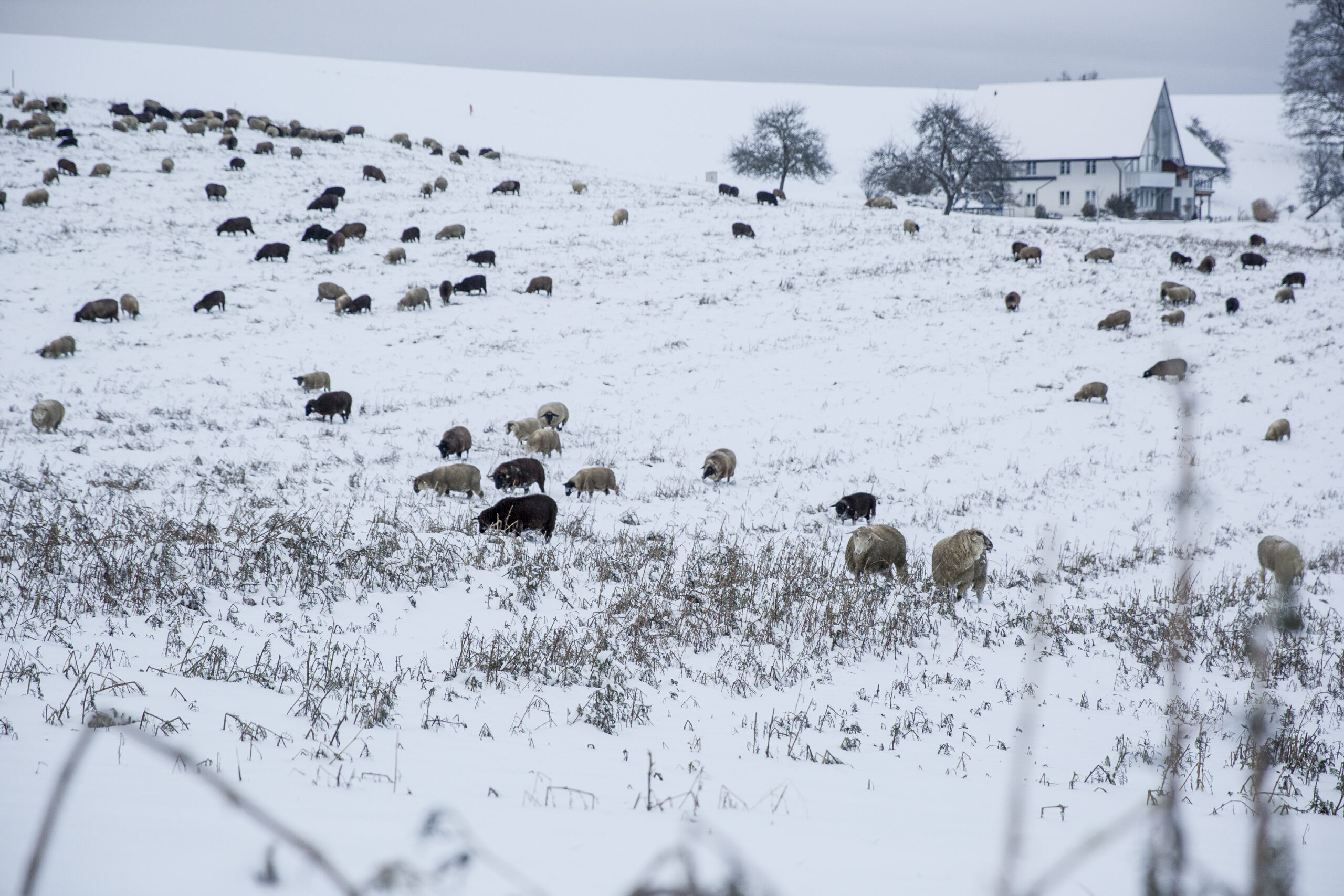 BEsonders Schafhirt Jens Schöndorfer