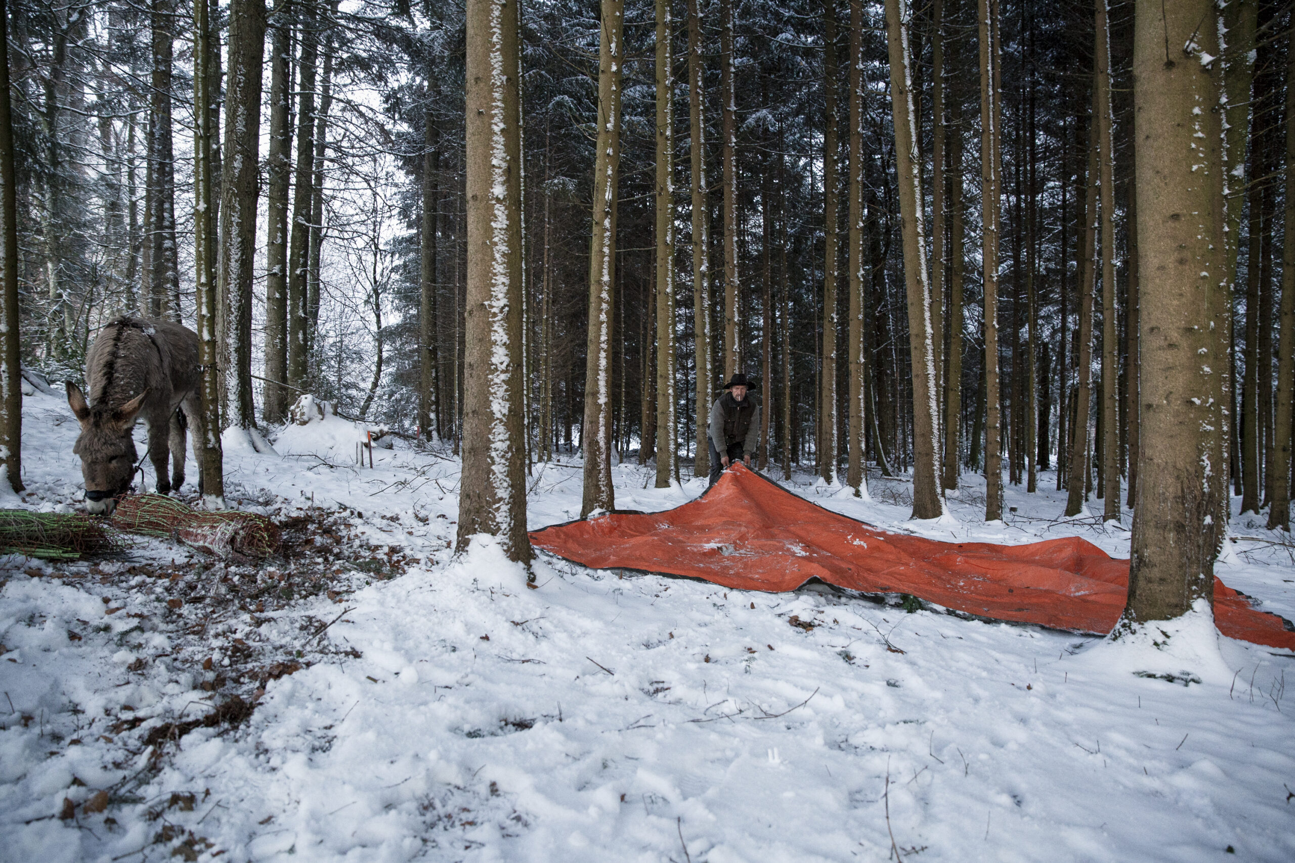 BEsonders Schafhirt Jens Schöndorfer
