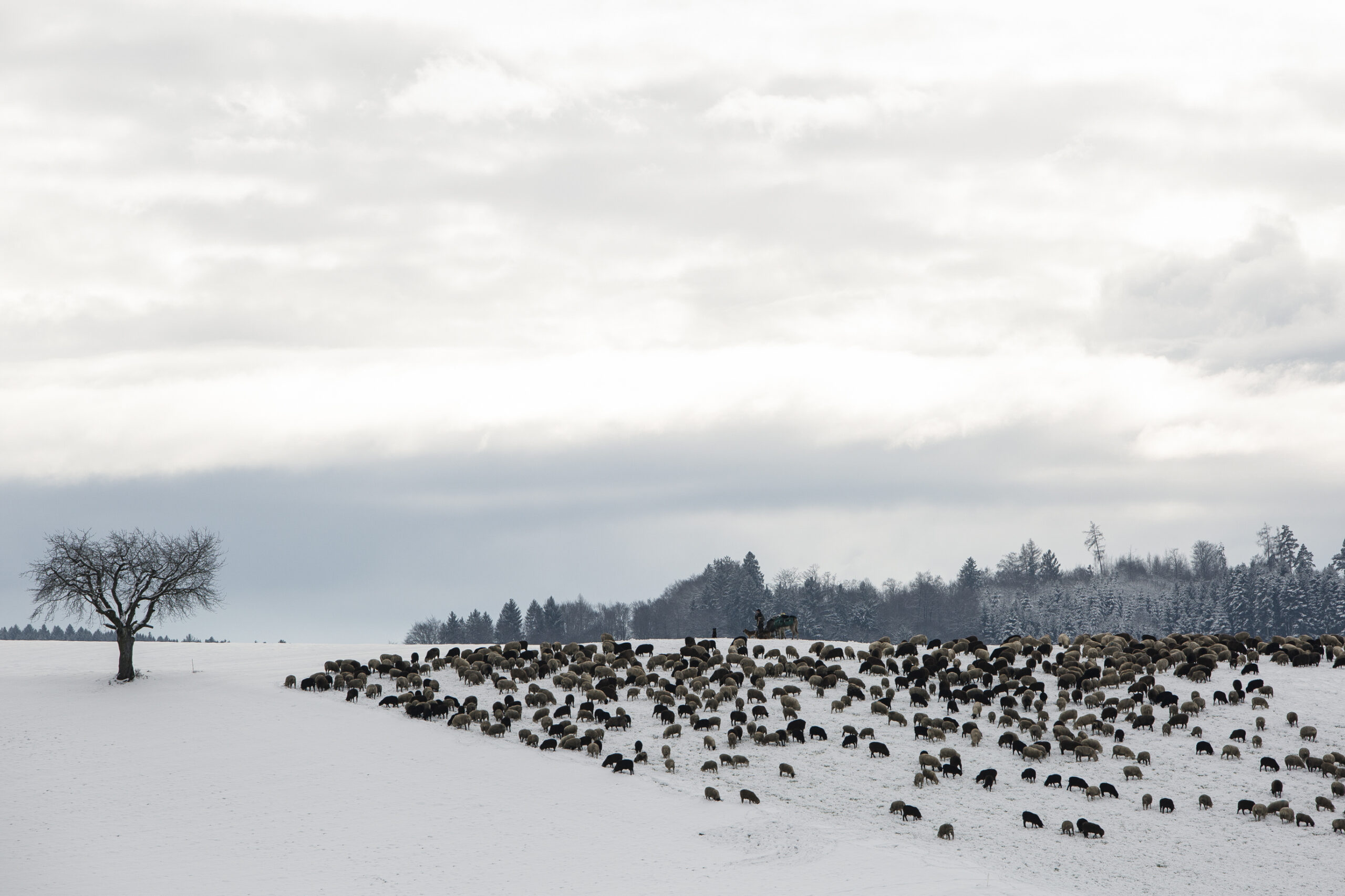 BEsonders Schafhirt Jens Schöndorfer